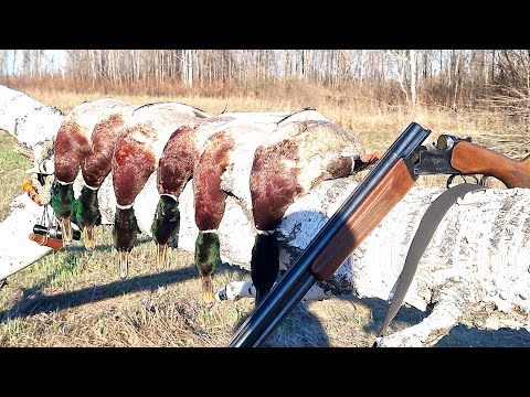Видео: Отличная охота на селезня!!! Налетают в упор!! Омская область!!!