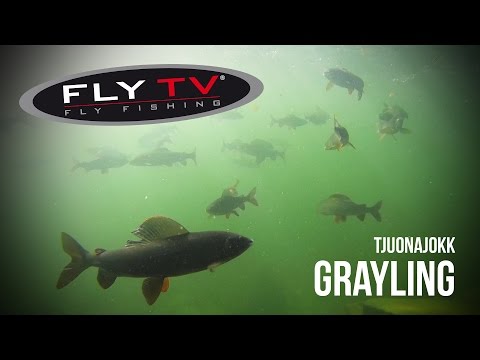 Видео: FLY TV - Tjuonajokk хариуса - эпический сухая нахлыстом в шведских горах