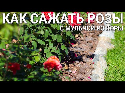 Видео: Как сажать розы с мульчой из коры