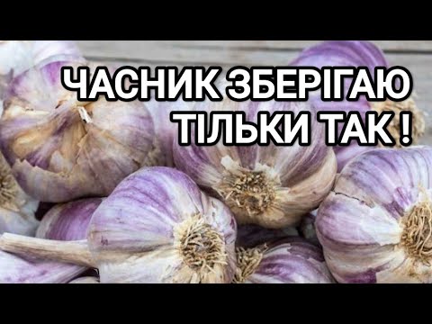 Видео: Як зберегти часник до наступного врожаю. Закладаємо #часник на зиму