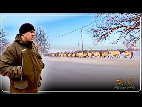 Видео: Сортировка лошадей идет полным ходом / Отняли жеребят у мамочек / Большое переживание у лошадей