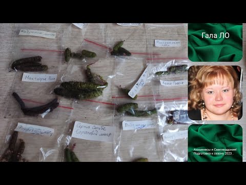 Видео: Ахименесы и Смитикадония! Подготовка к сезону 2023 .