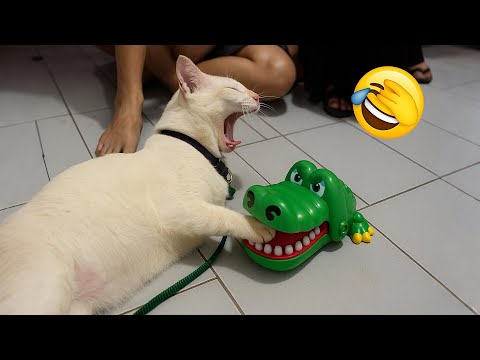 Видео: Попробуй не засмеяться 😂 Самые смешные видео с животными 😹🐶 Часть 9