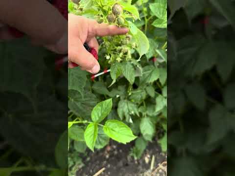 Видео: Состояние малины и ежевики в тоннелях на 3 августа