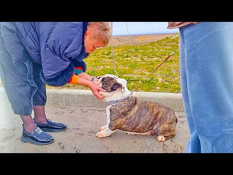Видео: Отдаем любимую собаку! Полгода искали именно таких хозяев для Тигры! Кто теперь её новые хозяева?