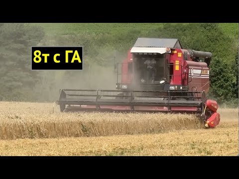 Видео: РЕКОРД УРОЖАЯ ПЩЕНИЦЫ!!