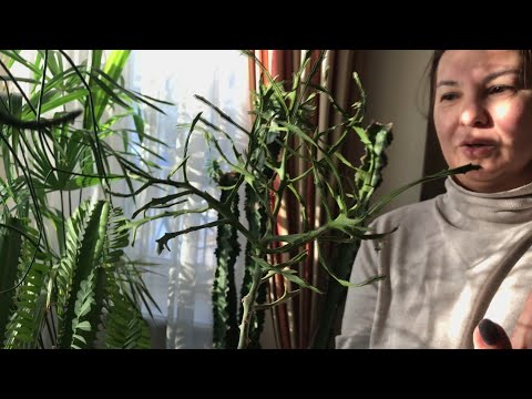 Видео: МОИ СУККУЛЕНТЫ. МОЛОЧАИ