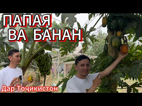 Видео: Папая ва банан дар Тоҷикистон