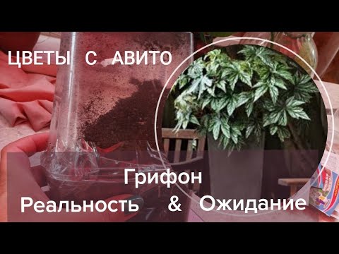 Видео: Мой трехголовый Грифон с Авито. Часть 1.Бегония Грифон.