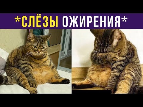 Видео: Приколы с котами. Слёзы ожирения | Мемозг #195