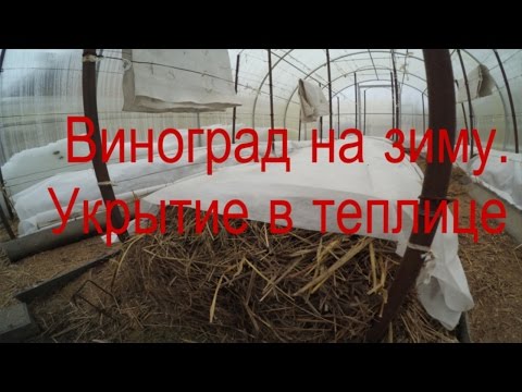 Видео: Укрытие винограда на зиму в теплице