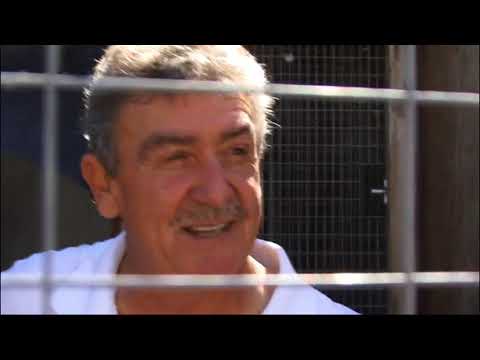 Видео: Николаевские голуби О чем говорят чемпионы 3 часть