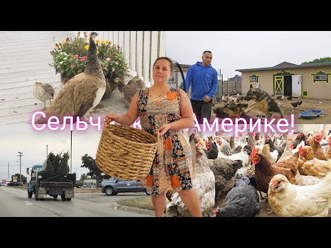 Видео: БЕГУ НА РАБОТУ В АМЕРИКЕ ! США / СЕЛО / ДОМ 🏠