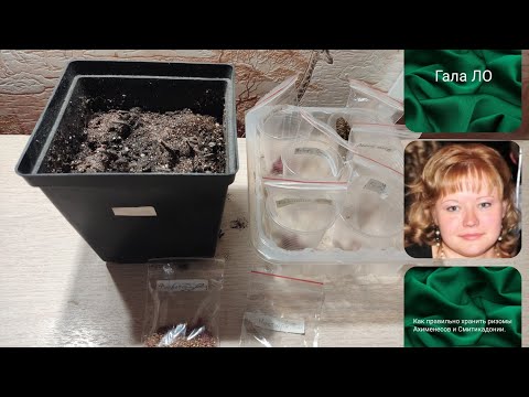 Видео: Как правильно хранить ризомы Ахименесов и Смитикадонии.