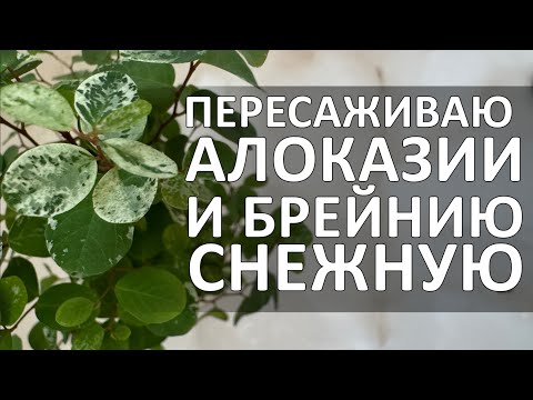 Видео: ПЕРЕСАЖИВАЮ ОСТАТКИ АЛОКАЗИЙ И БРЕЙНИЮ СНЕЖНУЮ #пересадкацветов #брейнияснежная #комнатныерастения