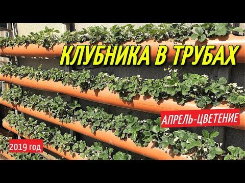 Видео: КЛУБНИКА В ТРУБАХ/Весна-цветение клубники в грядках из трубы.