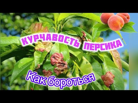 Видео: Чем и когда обработать персики.Курчавость,коккомикоз,клястероспориоз,монилиоз персика.