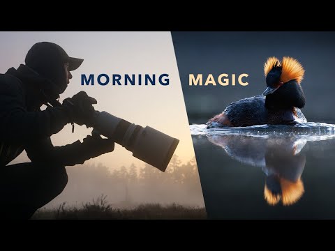 Видео: Утреннее волшебство | Фотографирование редких поганок