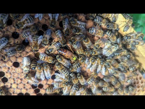 Видео: начало пчелиного сезона Приготовление оборудования