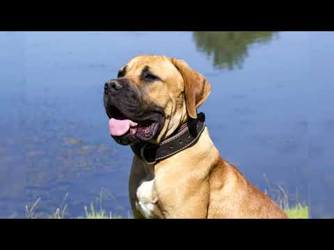 Видео: Бурбуль. Плюсы и минусы, Цена, Как выбрать, Факты, Уход, История