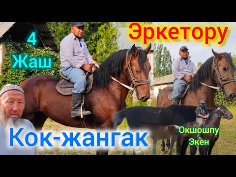 Видео: Эркетору