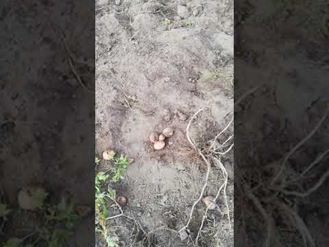 Видео: Картофеле копалка ручная (часть 2)