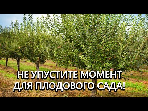 Видео: Подкармливаем деревья после плодоношения! Это реально повышает урожайность в 10 раз!