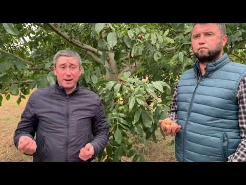 Видео: #горіх#Фернор#урожай#сад#садоводство#орех#грецкийорех#орехи#саджанці#саженцы#садовод#садогород#садж