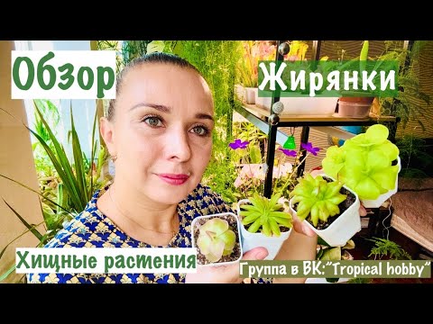 Видео: Обзор. ЖИРЯНКИ. Хищные растения. Как они выросли за лето😊