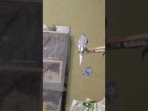 Видео: Коршун попугай говорун и немного певец🤩