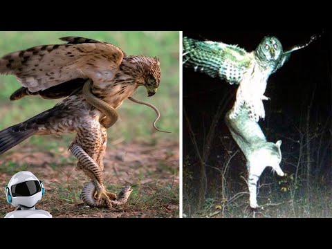 Видео: Хищные Птицы в Деле / На Что Способен Орел, Ястреб, Скопа