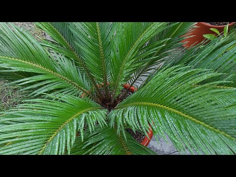 Видео: Растение требующее перевалки - ЦИКАС