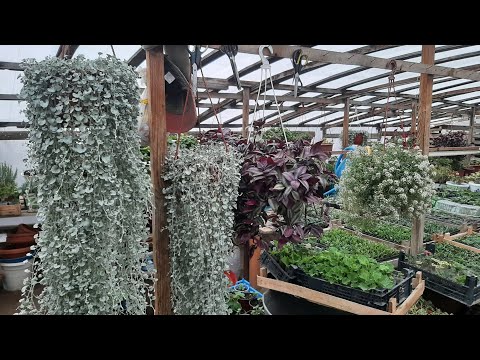 Видео: РАЗМНОЖАЮ ДИХОНДРУ (серебристый водопад), ЛЕГКО И ПРОСТО, 3 способа в этом видео