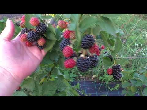 Видео: Трипл Краун, урожайный устойчивый вкусный сорт ежевики