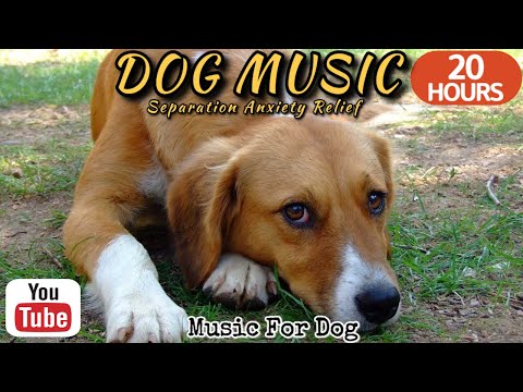 Видео: 20 часов любимой музыки собак🐶💖Музыка для сна собак 🐶🎵 Музыка для снятия беспокойства при разлуке🎵