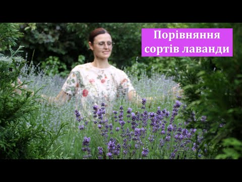 Видео: Як цвіте ЛАВАНДА різних сортів🌸 24 червня 2025 року💜 Початок квітування