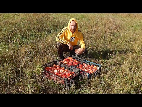 Видео: 4900 рублей за день на мухоморах