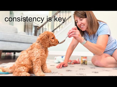 Видео: Моя программа дрессировки как заводчика голдендудлей — от рождения до 8 недель