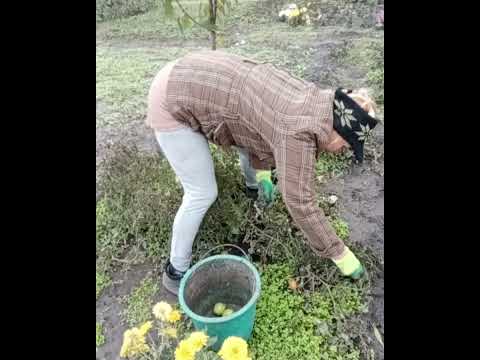 Видео: Прибираю город. Скошую сідерати.