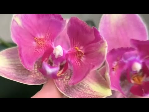 Видео: Орхидеи готовятся к цветению😊