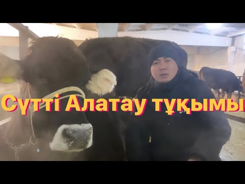 Видео: Сүт бағытындағы Алатау тұқымы