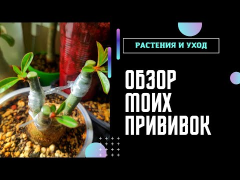 Видео: ПРИВИВКИ АДЕНИУМА обзор май 2022 #адениум #adenium