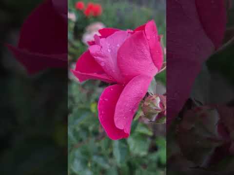 Видео: #осень#обзор#сад#огород