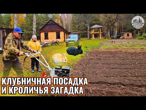 Видео: ГОТОВИМ ГРЯДКУ ПОД КЛУБНИКУ, А КРОЛИКИ ВДРУГ НАЧИНАЮТ ПЛОДИТЬСЯ. ЗАГАДКА КРОЛИЧЬЕГО ПОТОМСТВА