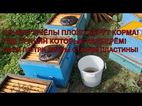 Видео: ПОЧЕМУ ПЧЁЛЫ ПЛОХО БЕРУТ СИРОП кормим пчёл дальше проводим визуальный осмотр  🐝🐝🐝
