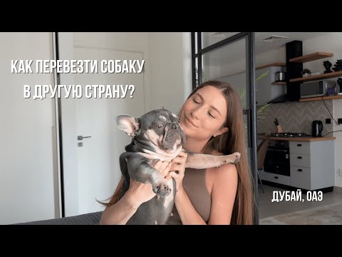 Видео: Переезд с собакой в другую страну/ Дубай/ Наш опыт
