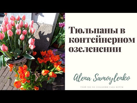 Видео: Посадка тюльпанов в контейнеры