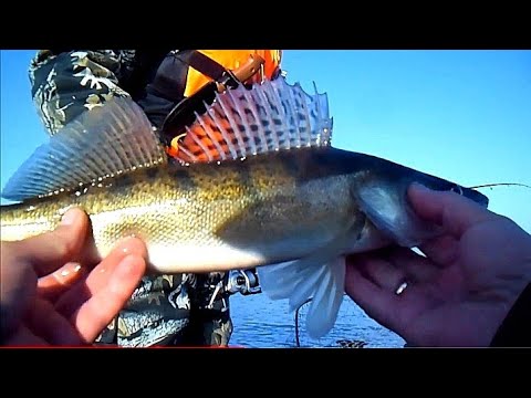 Видео: Река Припять.Джиг.Ловля судака.Синкевичи(Намокрово)