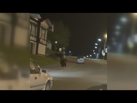 Видео: В центр Петропавловска вновь вышел медведь