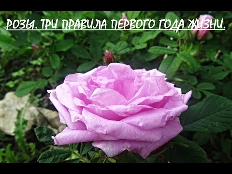 Видео: РОЗЫ. ТРИ ПРАВИЛА ПЕРВОГО ГОДА ЖИЗНИ.